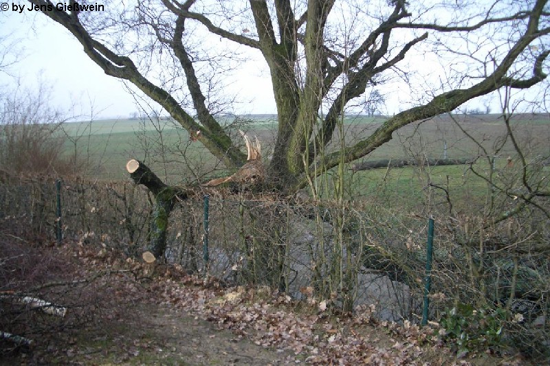Kalchreuth 15