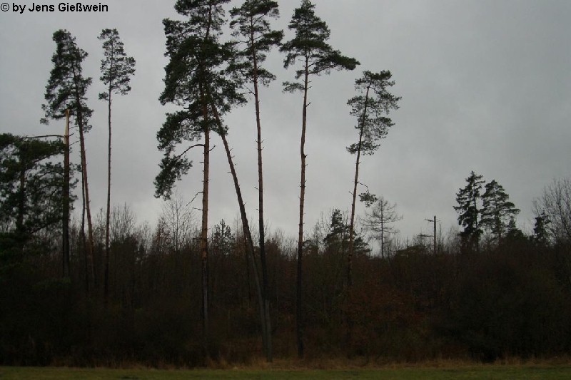 Tauchersreuth 1