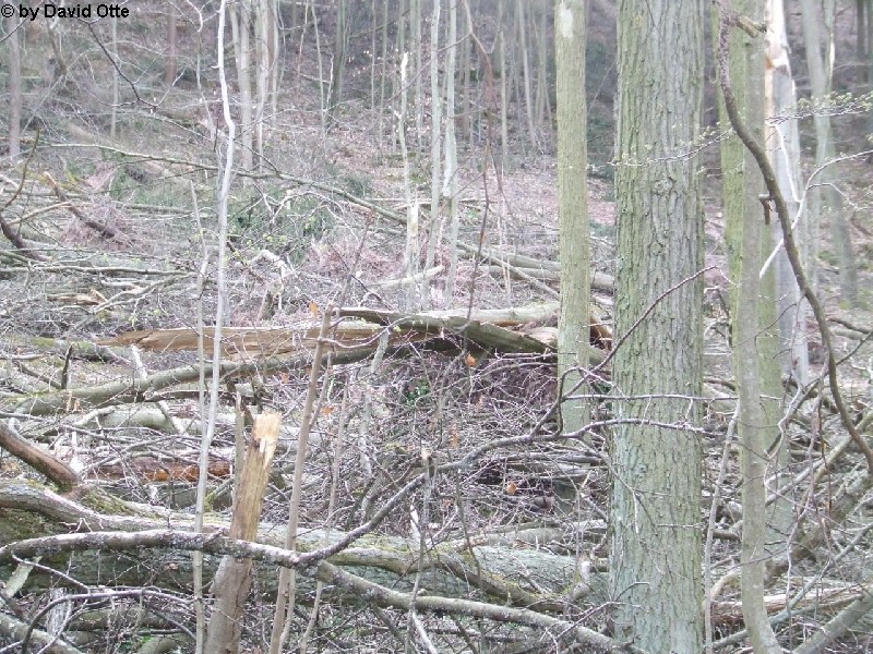 Werbach-Gamburg 11