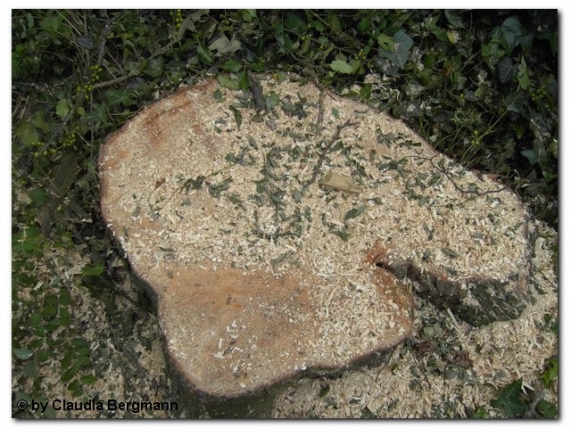 Holzweiler 4