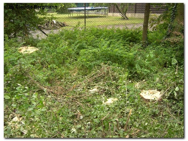 Holzweiler 6