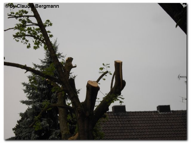 Holzweiler 8