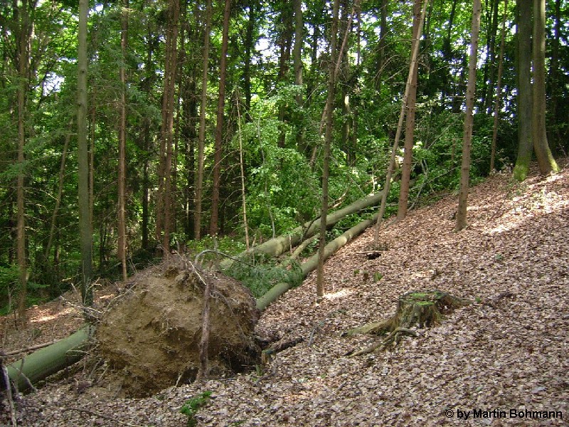 Falkenfels 1