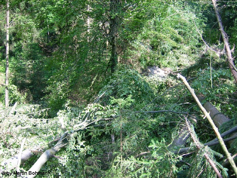Falkenfels 19