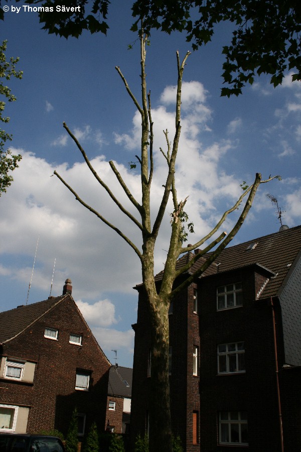 Oberhausen 8
