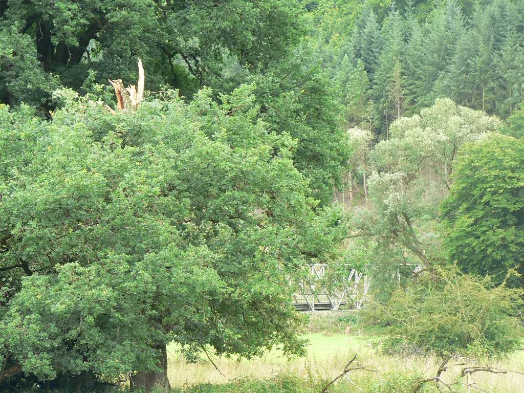 Abgebrochene Eiche auf dem Weg