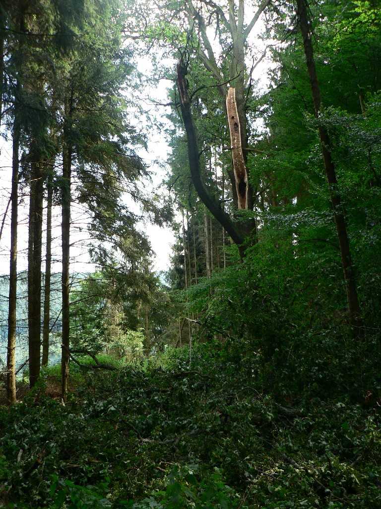 Alte Eiche am Ende der Schneise