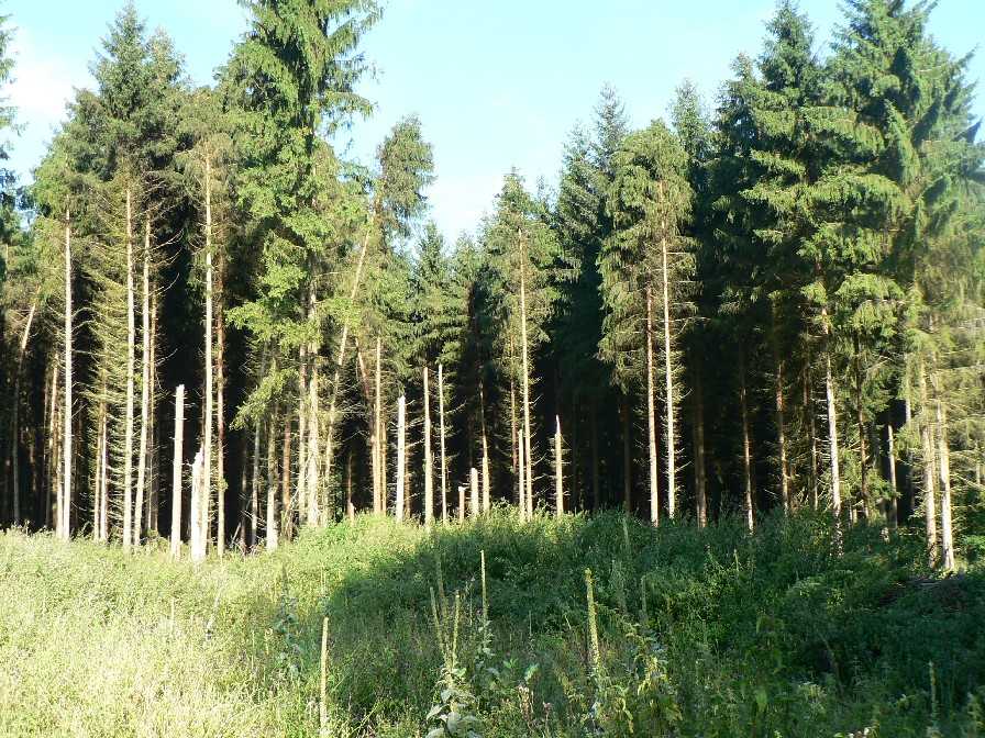 An den Fichten vorbei