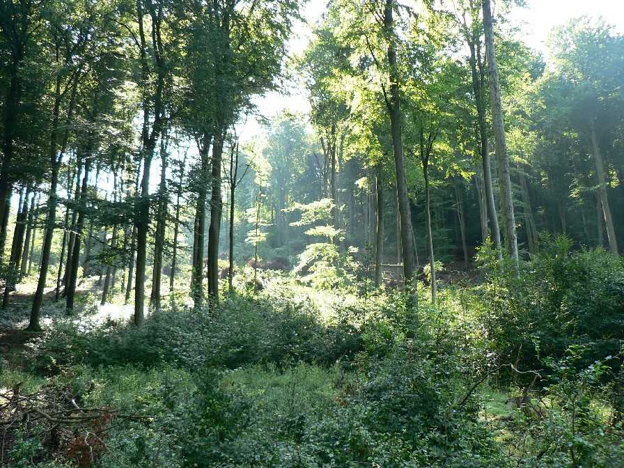 Buchenschneise ca 250m Lnge