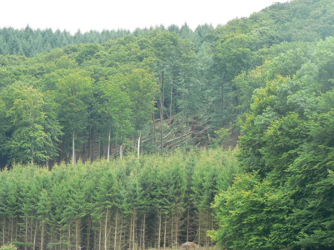 Buchenschneise bersichtsbild