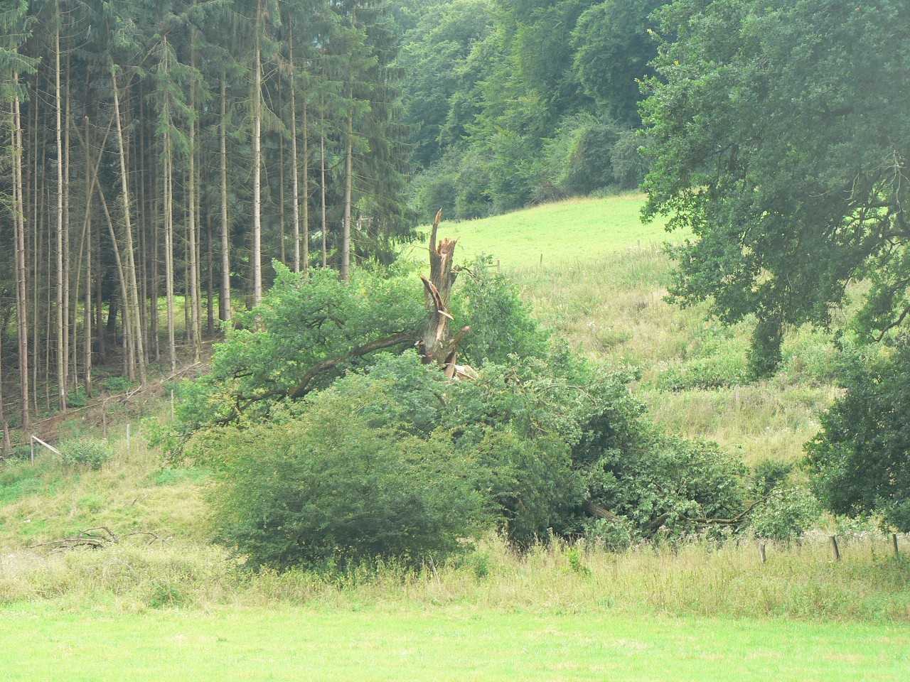 Eiche von der anderen Seite