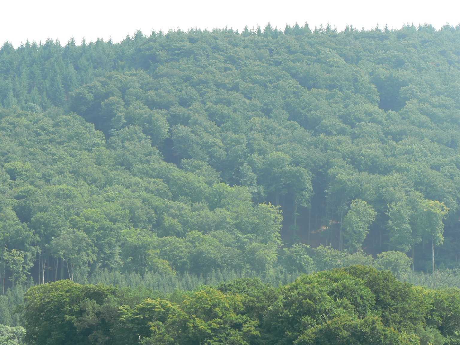 Fernansicht Buchenschneise