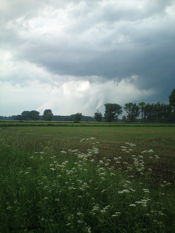 Hille 5