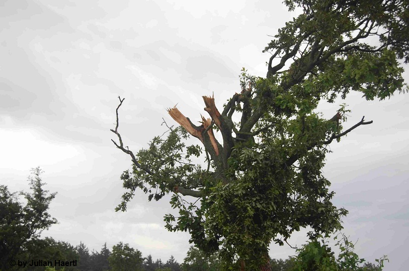 Hogelund 8