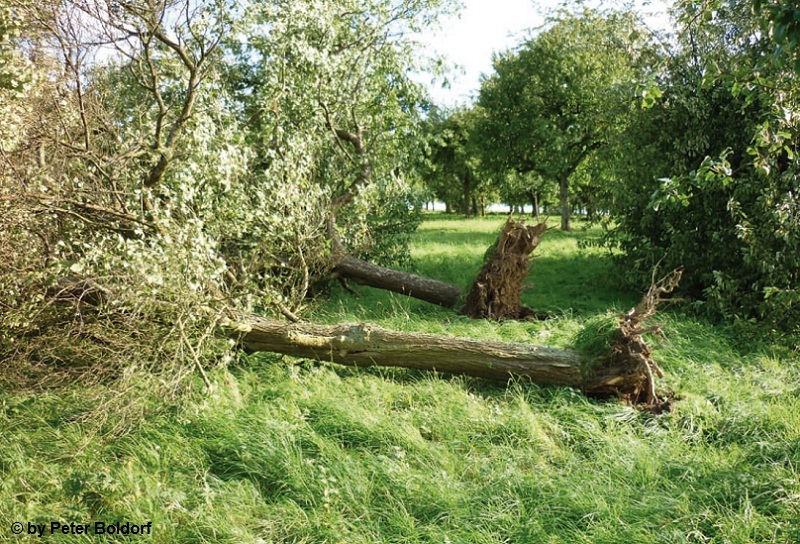 Reihen 1