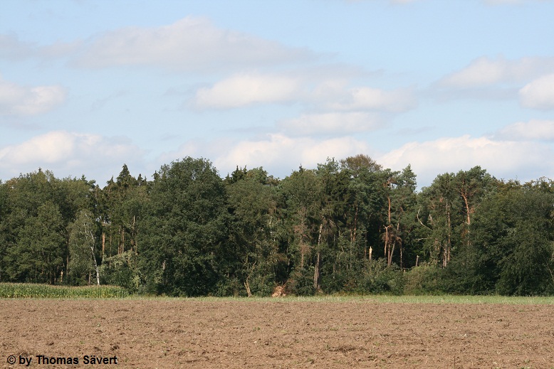 Sturmschäden in Wertherbruch am 26.08.2011