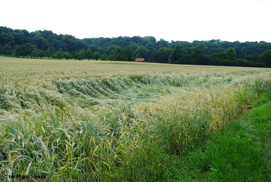 Boppard 13