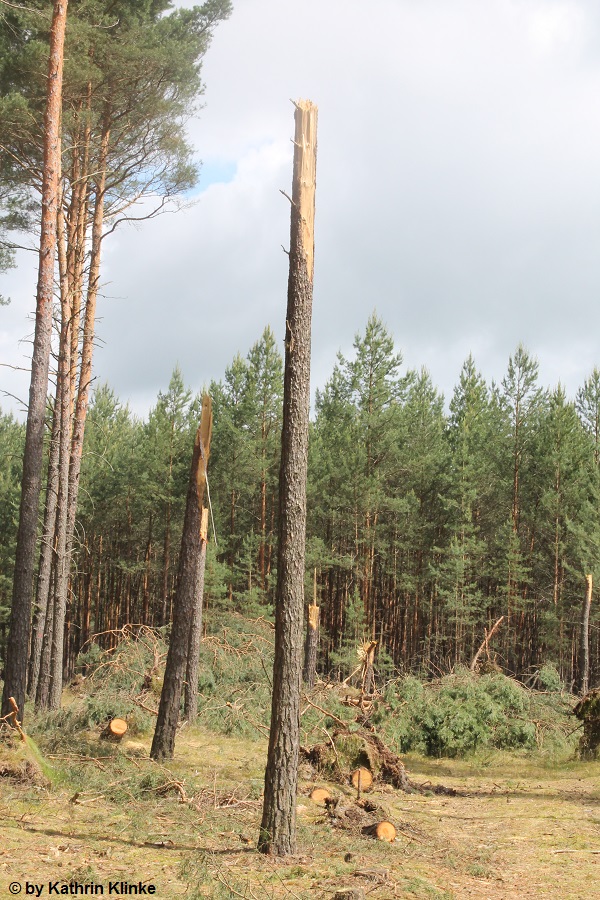 Tornadoverdacht bei Grabko am 30.05.2013