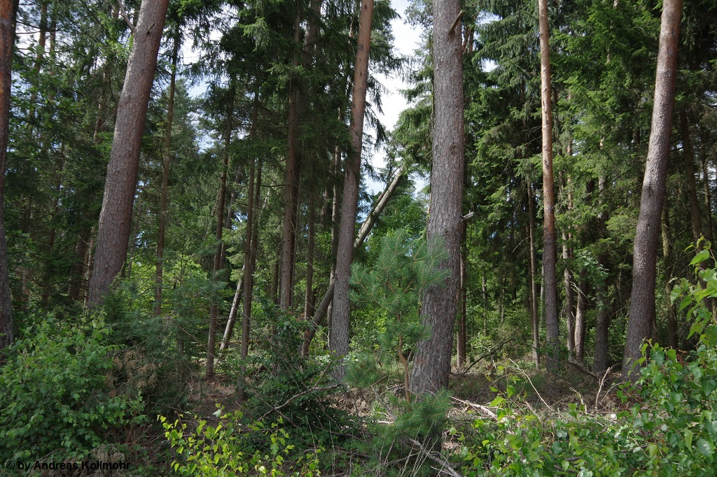 K�nigsbruch 1