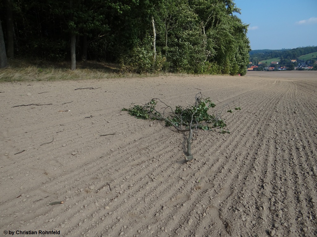 Neugersdorf Schden 4
