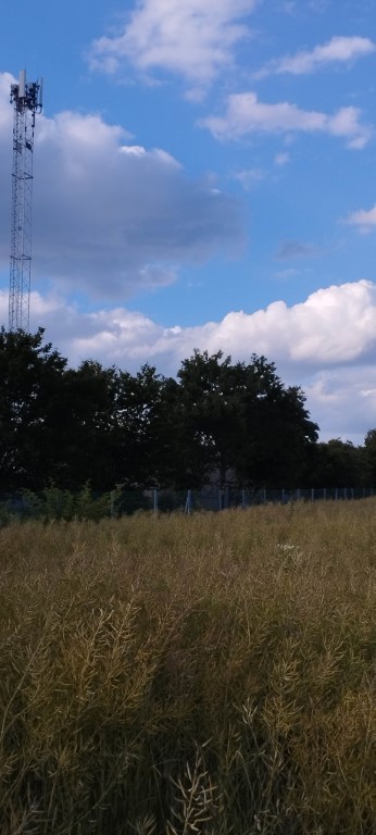 Ohorn Schden 4