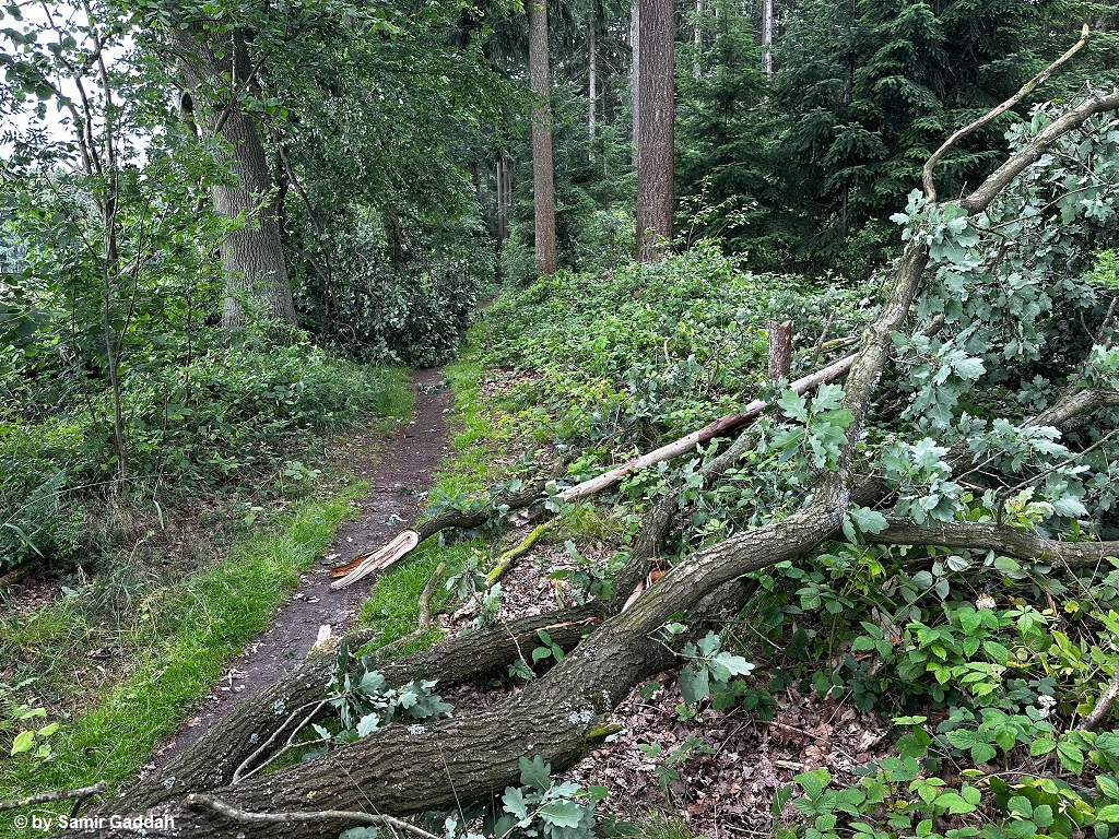 Hohenhorn Schaden 5