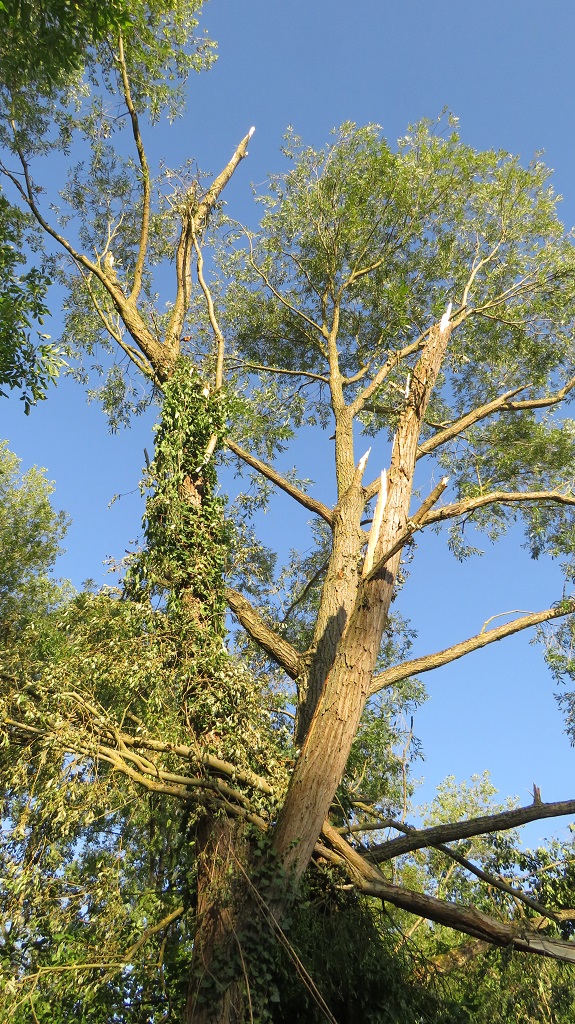 Niederwerth 1